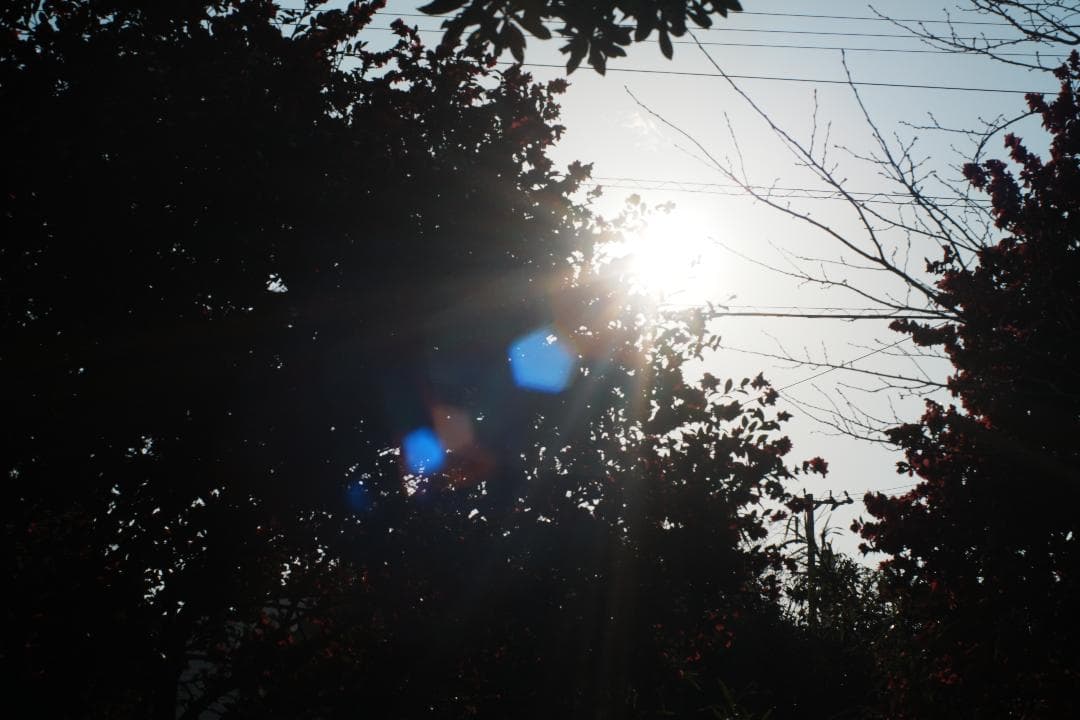 【整備テスト】オリンパス Zuiko Auto-S 40mm F1.4 115