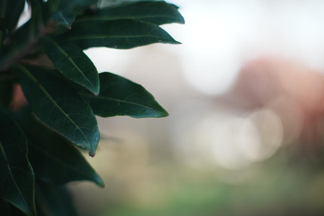 【整備テスト】オリンパス Zuiko Auto-S 40mm F1.4 115