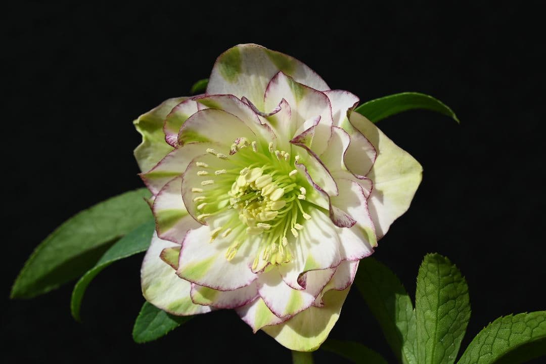 クリスマスローズ　ddホワイトグリーンリップピコティ　加藤農園