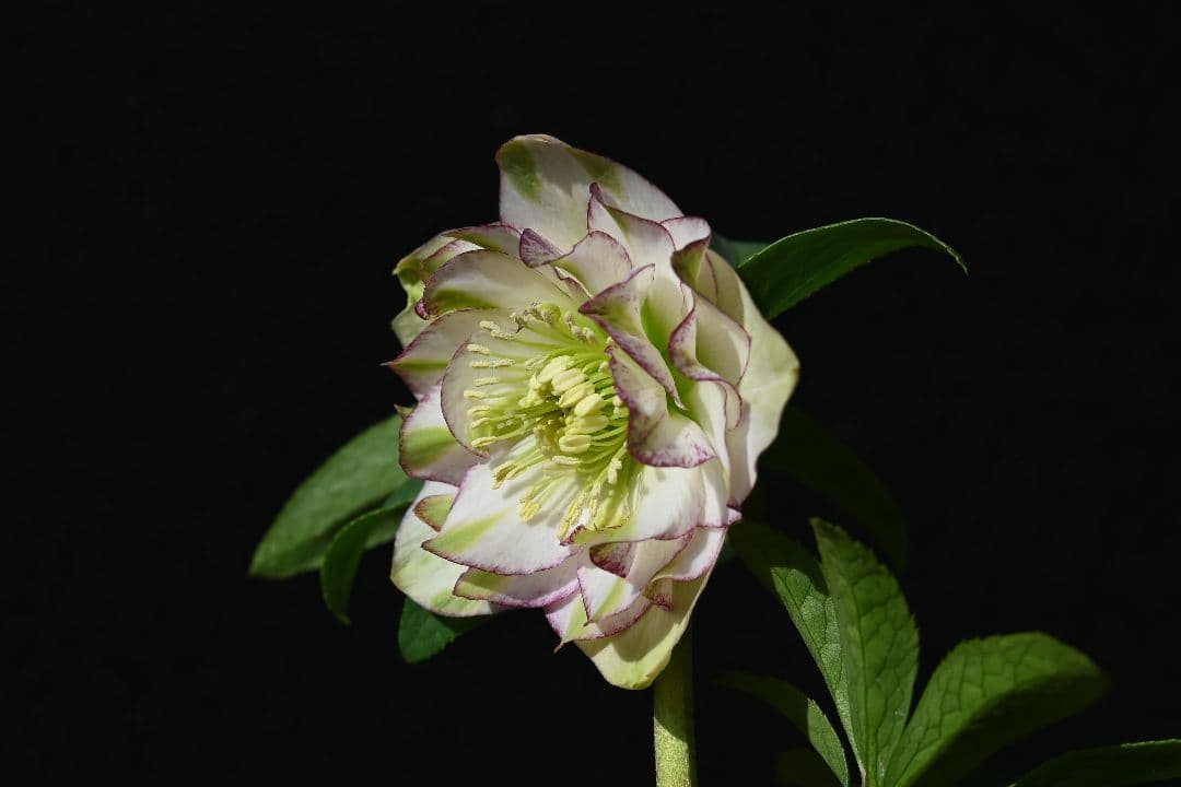 クリスマスローズ　ddホワイトグリーンリップピコティ　加藤農園