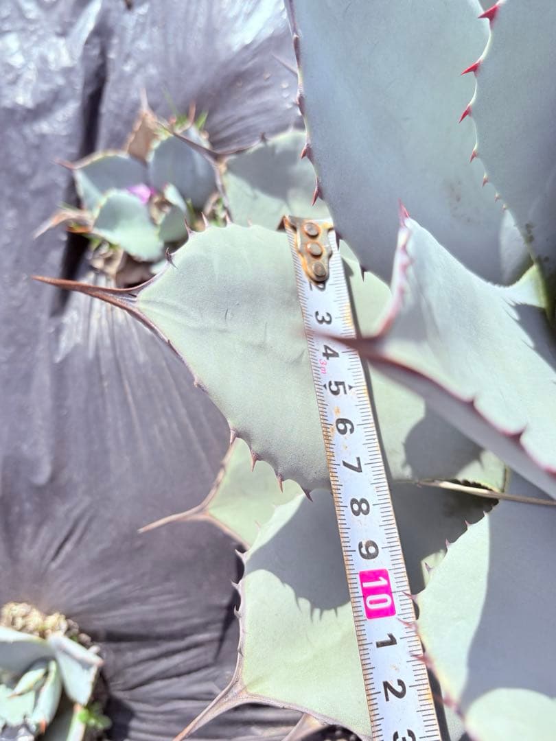 アガベ　吉祥天　子株付き