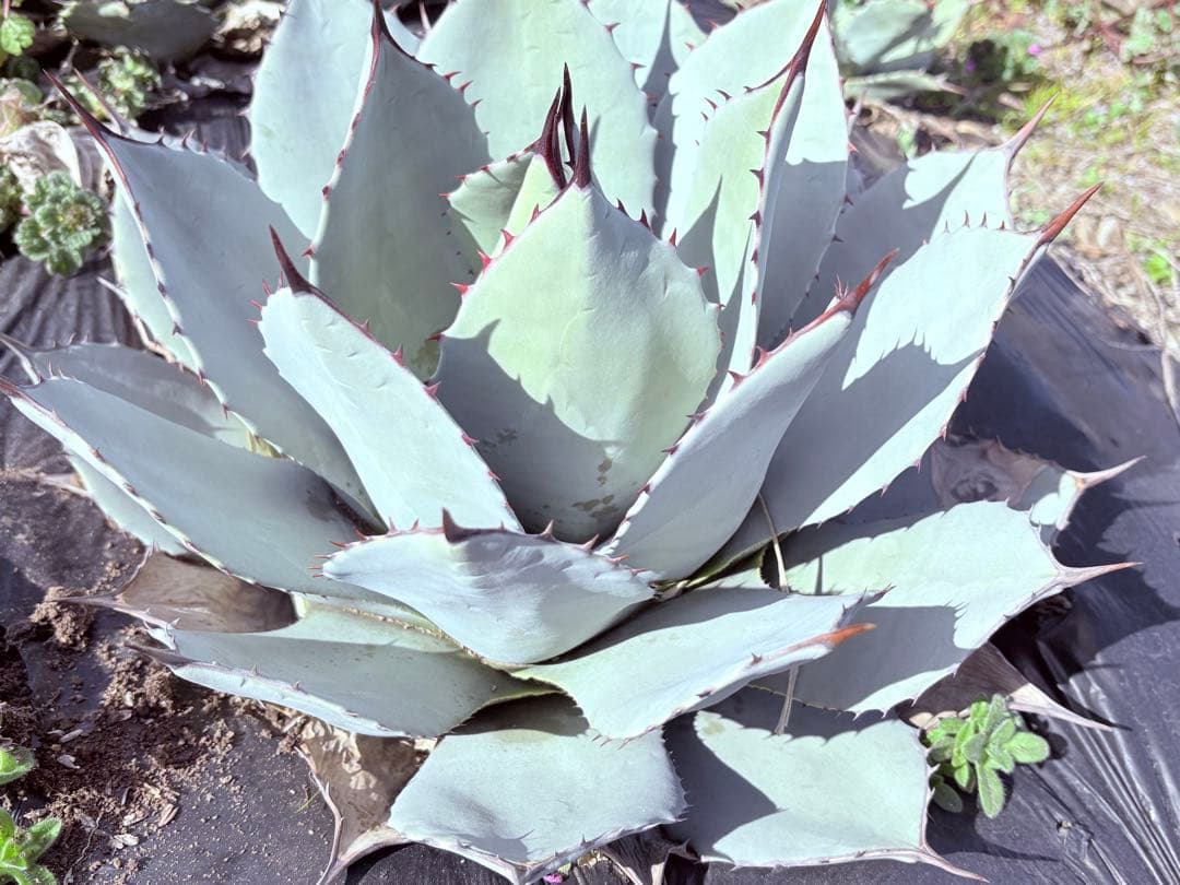 アガベ　吉祥天　子株付き