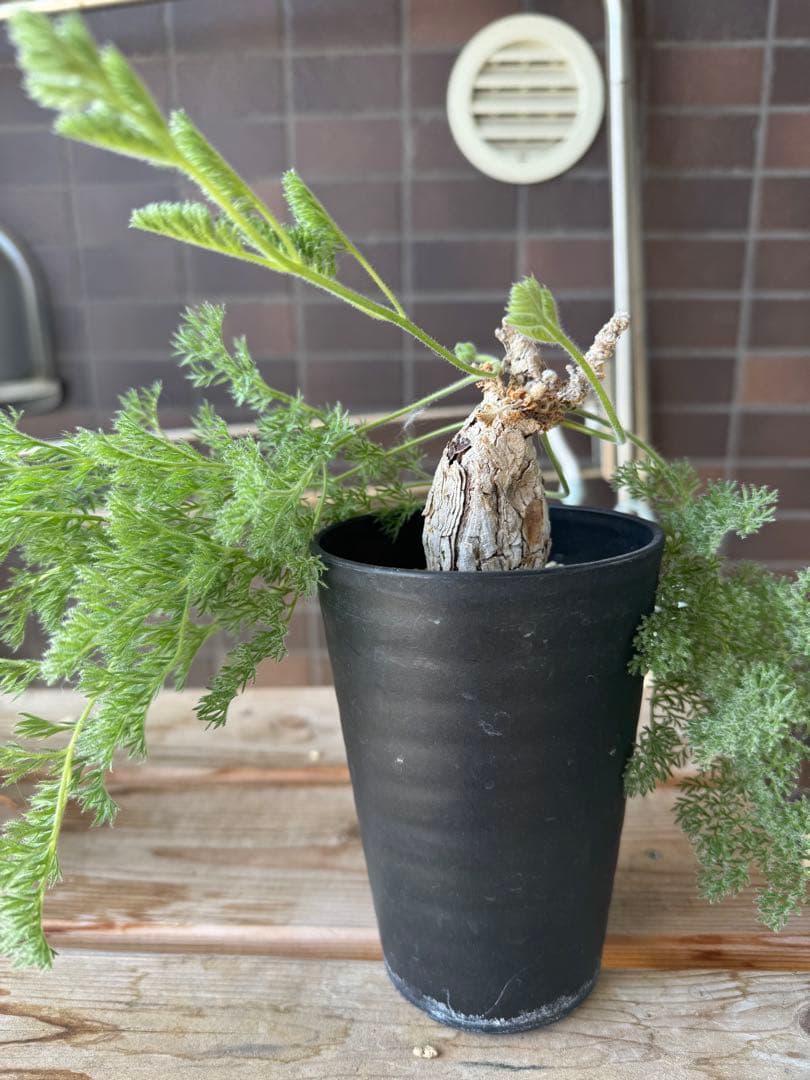 ペラルゴニウム　トリステ