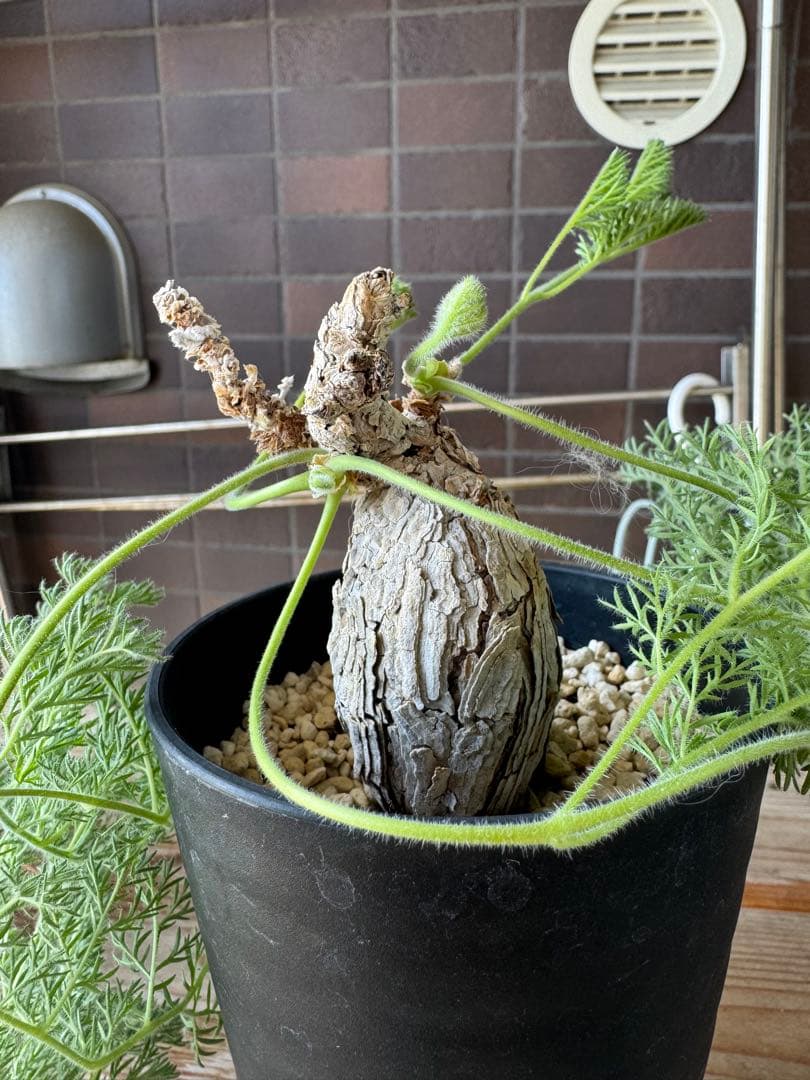 ペラルゴニウム　トリステ