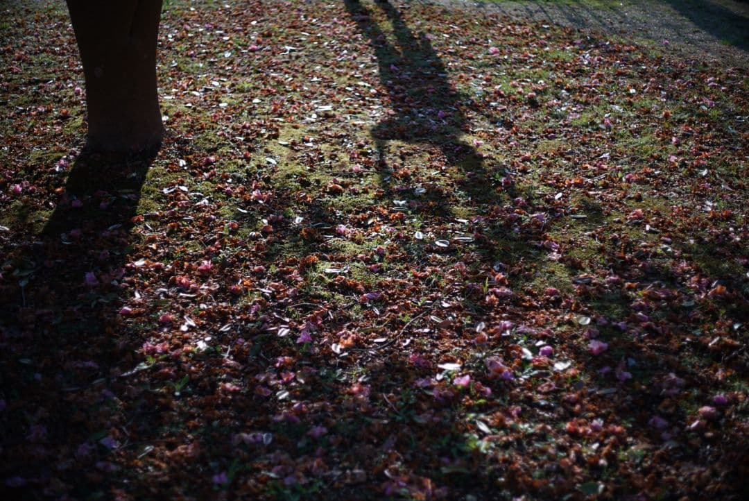 【動作確認済】RICOH XR RIKENON 50mm f2 富岡光学製