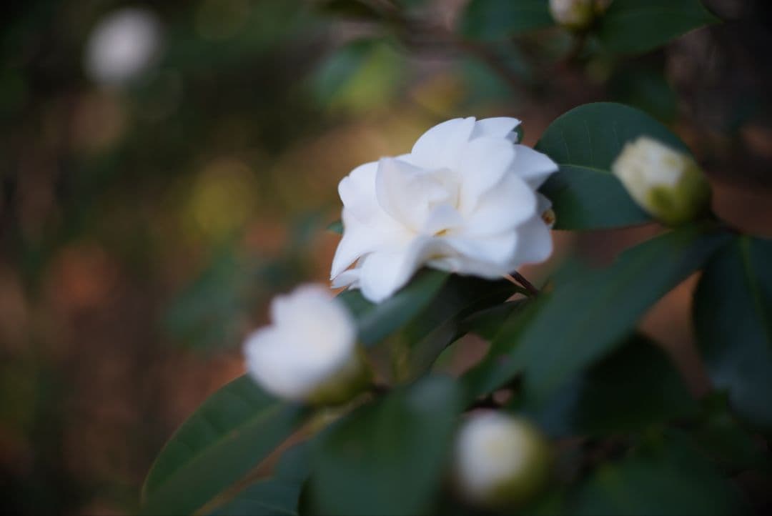 【動作確認済】RICOH XR RIKENON 50mm f2 富岡光学製