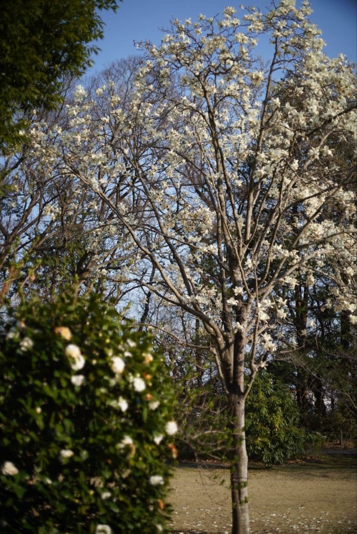 【動作確認済】RICOH XR RIKENON 50mm f2 富岡光学製