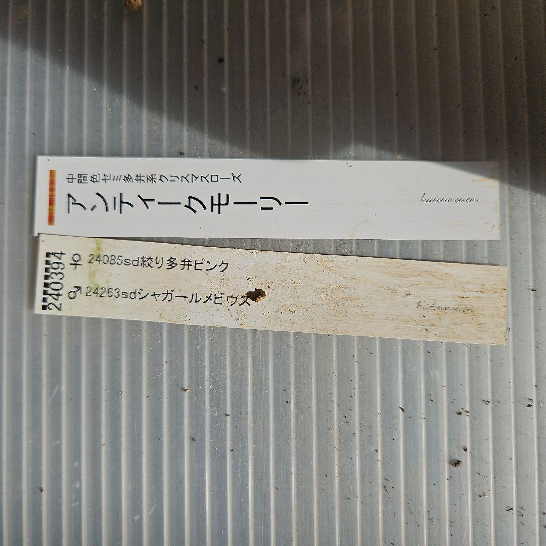 謙信様ご購入苗㉖-224クリスマスローズ