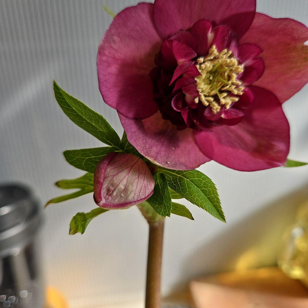 謙信様ご購入苗㉖-224クリスマスローズ