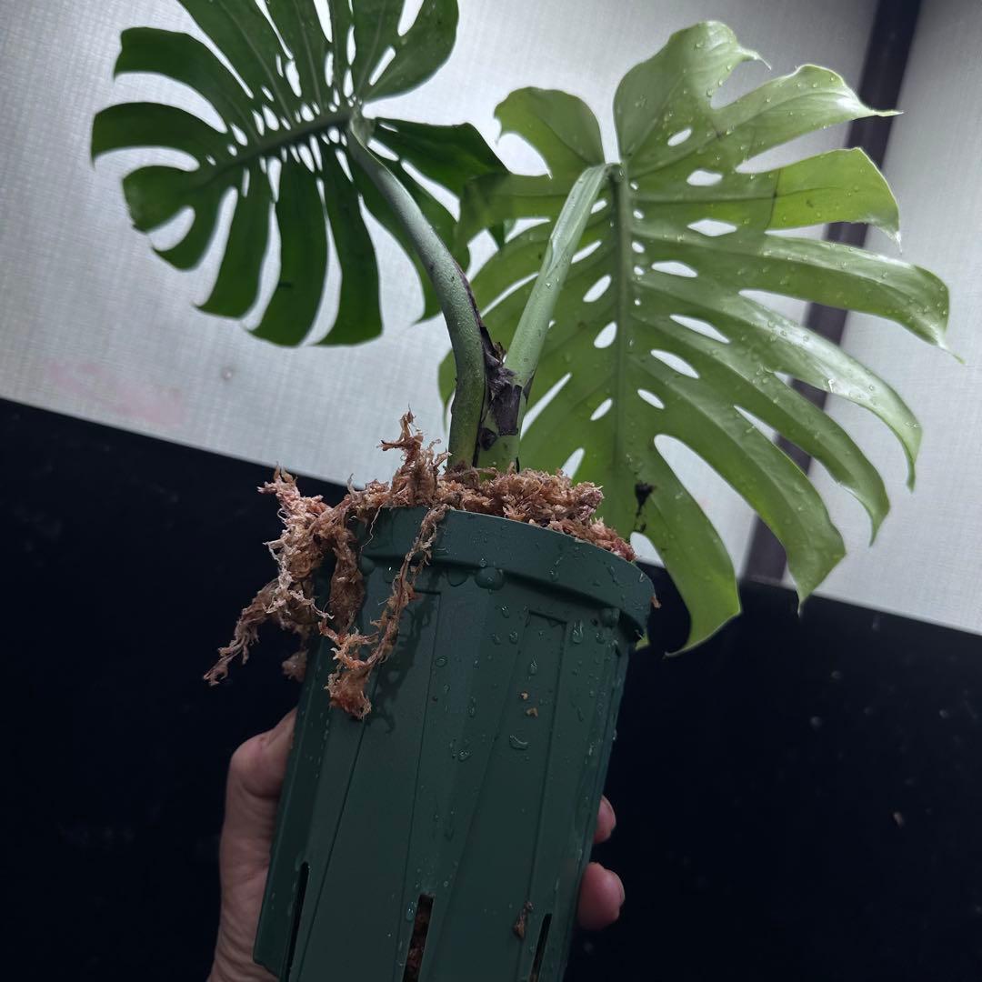 も*ぎ様 モンステラデリシオーサマクロコズム超希少系統鉢植え40㎝