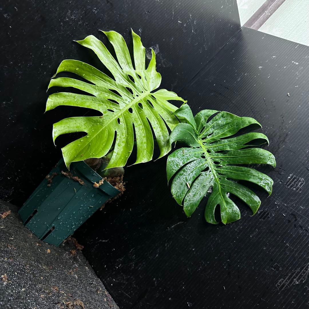 も*ぎ様 モンステラデリシオーサマクロコズム超希少系統鉢植え40㎝