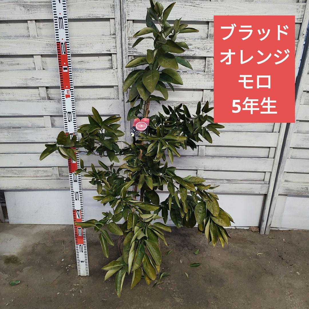 よんよんさま専用