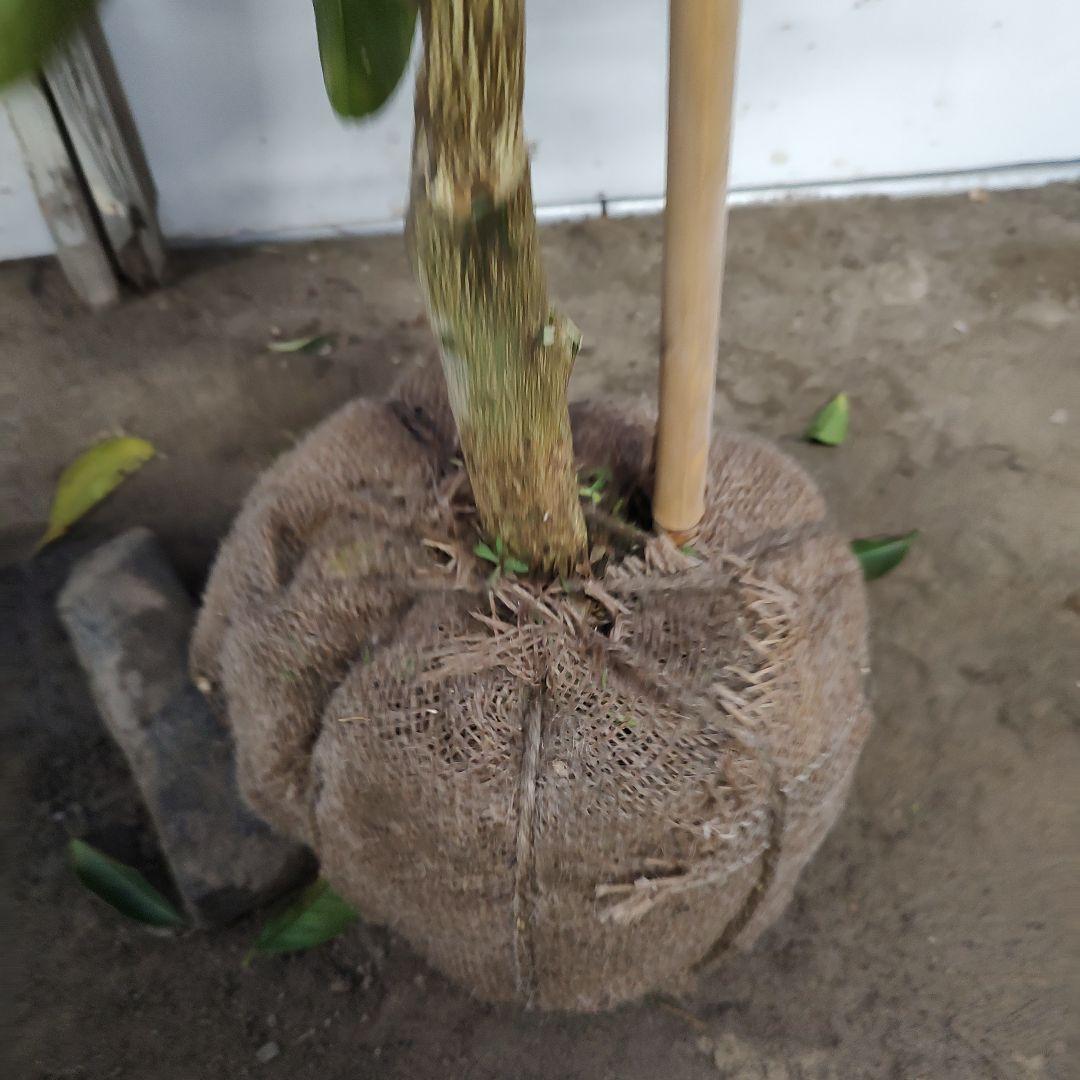 よんよんさま専用