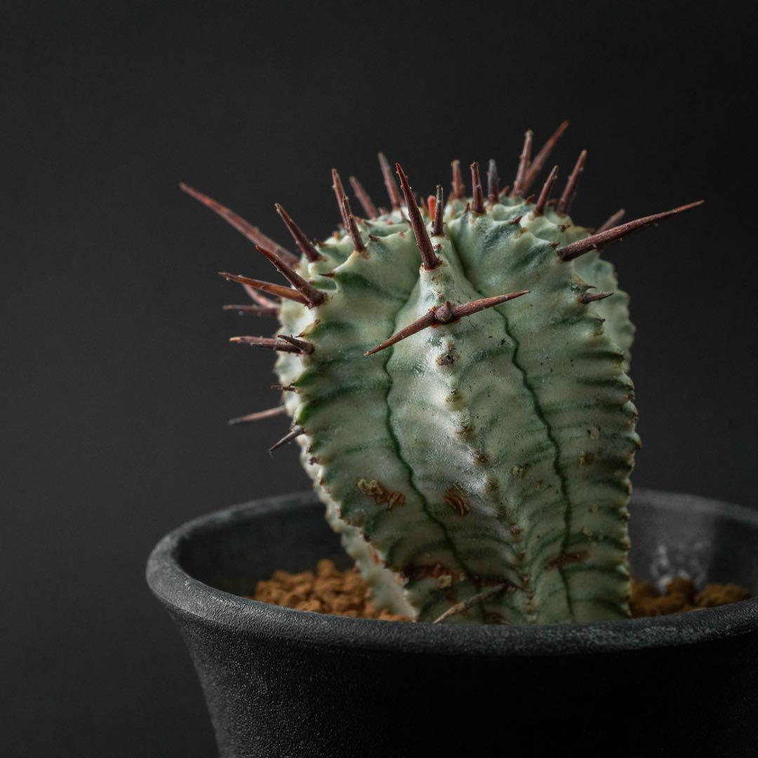 ユーホルビア ホリダ 錦 （実生） #196