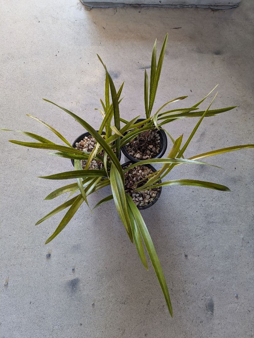 キンリョウヘン　白花３鉢　日本蜜蜂　誘引