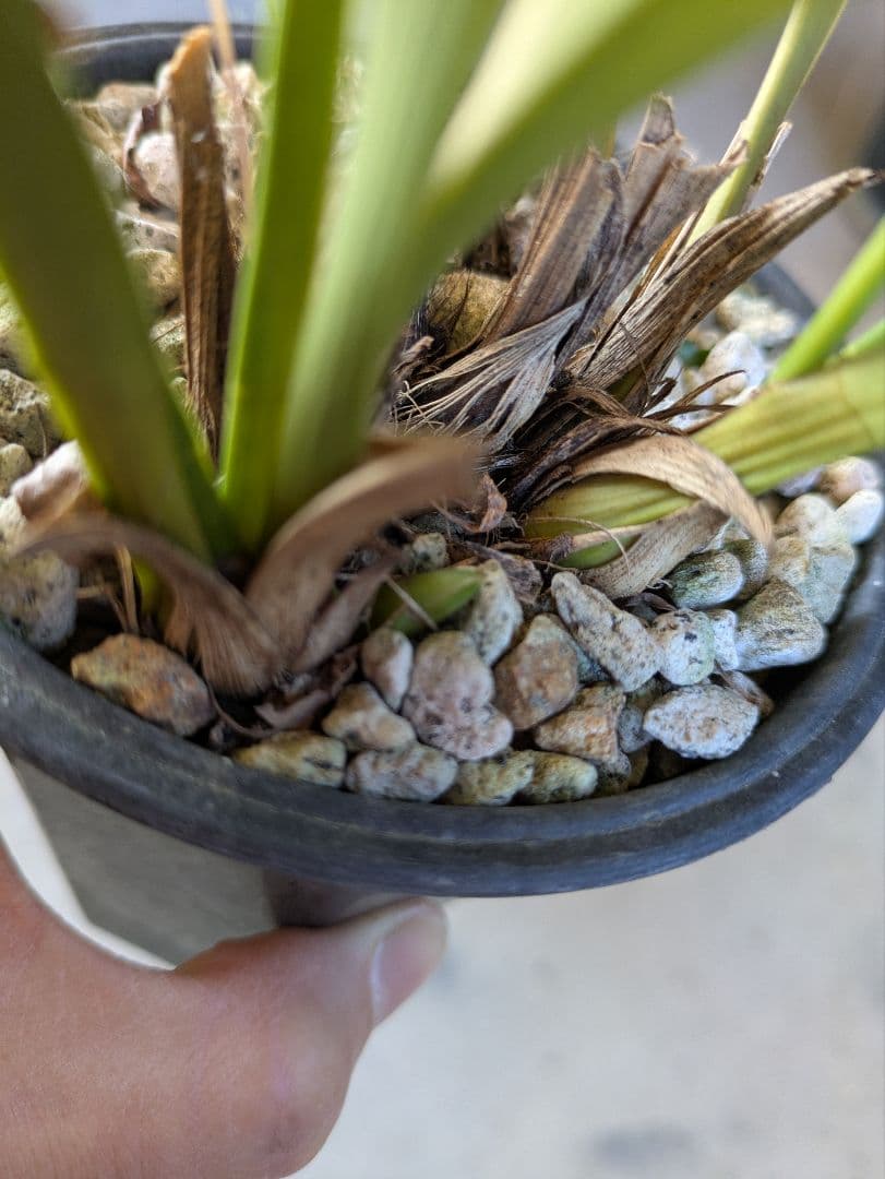 キンリョウヘン　白花３鉢　日本蜜蜂　誘引