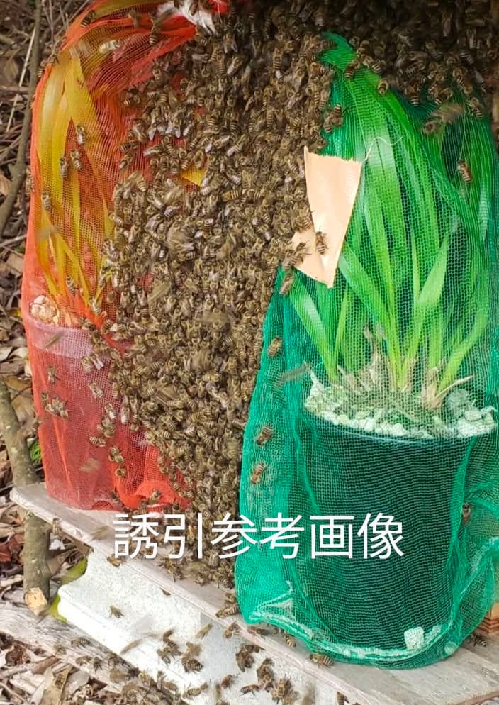 キンリョウヘン　白花３鉢　日本蜜蜂　誘引