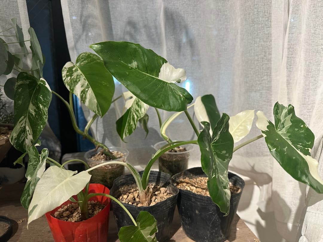 ✨セール品✨斑入りモンステラ・クワズイモ 5点セット