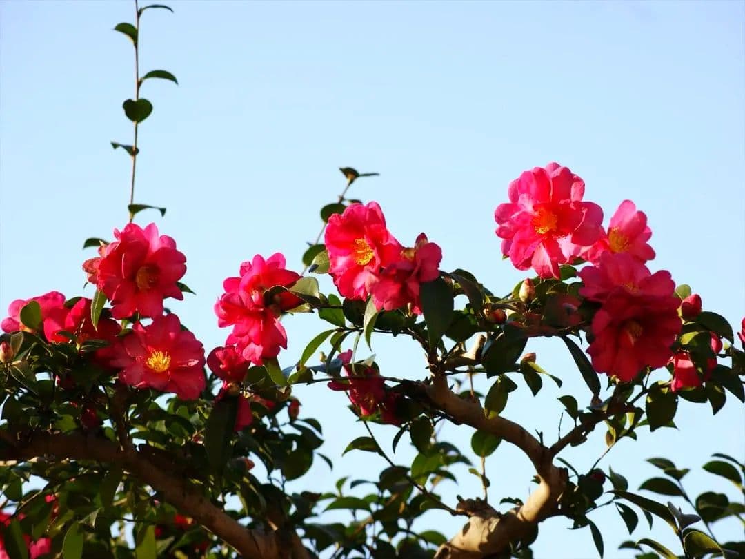 SONY α380 ダブルズームレンズ付き