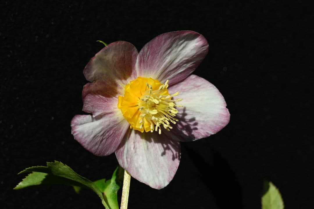 クリスマスローズ　認定ゴールド絞り咲き　加藤農園