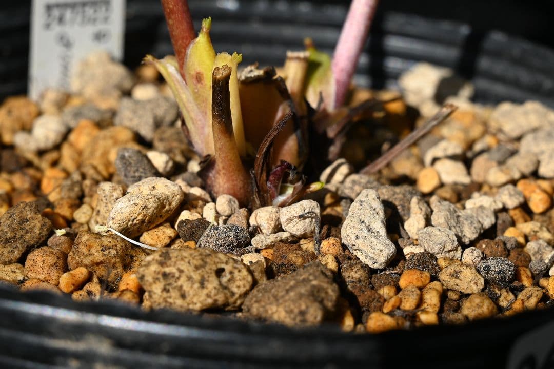 クリスマスローズ　認定ゴールド絞り咲き　加藤農園
