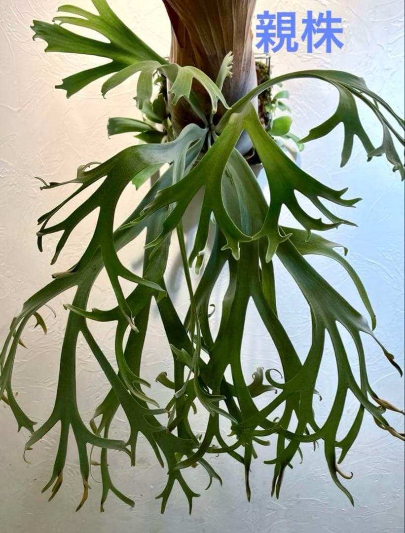 ぽ*様 ビカクシダ　ウィリンキー　月光爪哇　子株　板付