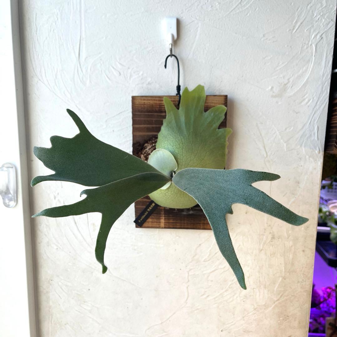 ぽ*様 ビカクシダ　ウィリンキー　月光爪哇　子株　板付