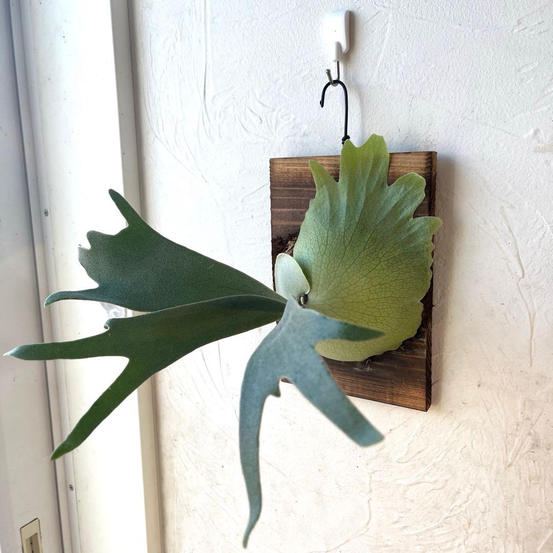 ぽ*様 ビカクシダ　ウィリンキー　月光爪哇　子株　板付