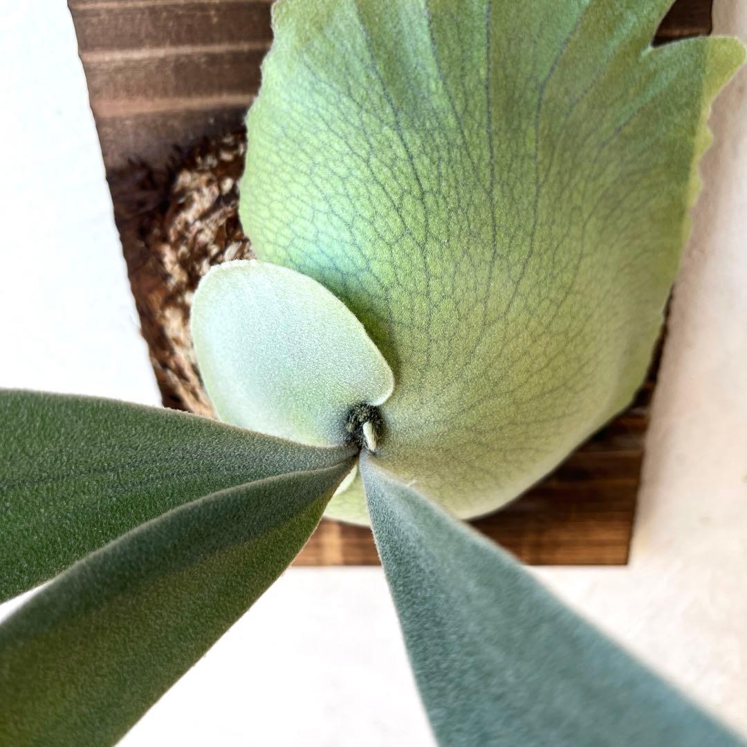 ぽ*様 ビカクシダ　ウィリンキー　月光爪哇　子株　板付