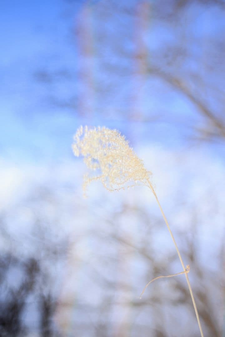 Super-Takumar 55mm F1.8 初期型 S/N：694057