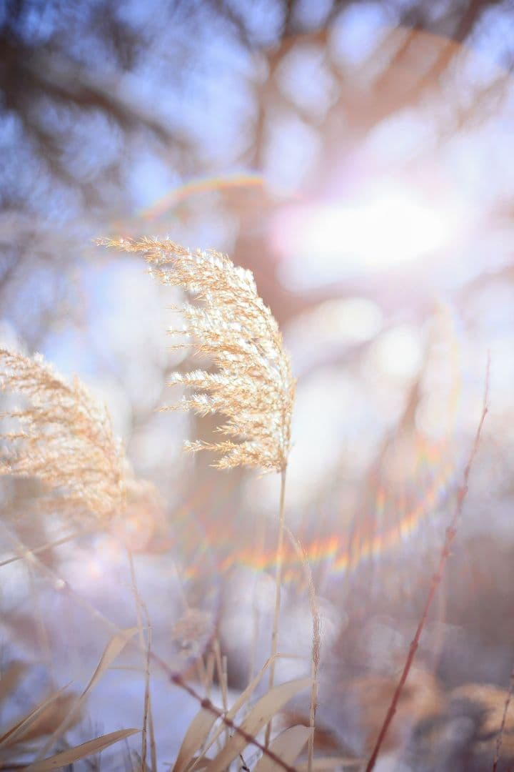 Super-Takumar 55mm F1.8 初期型 S/N：694057