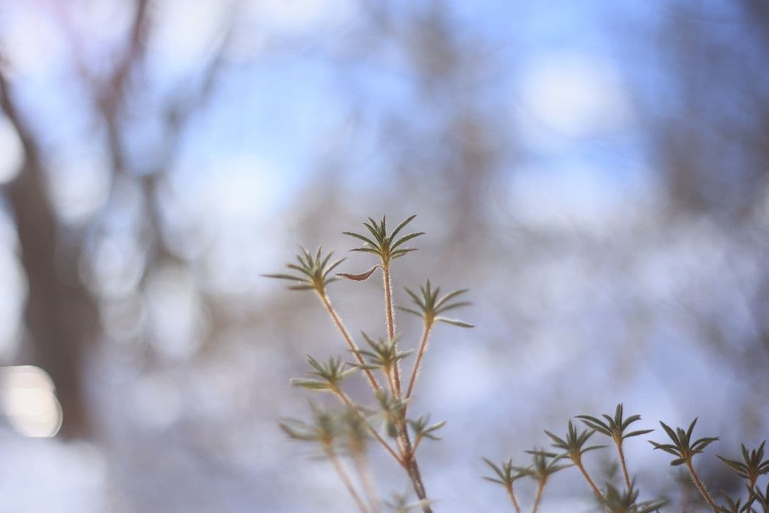 Super-Takumar 55mm F1.8 初期型 S/N：694057