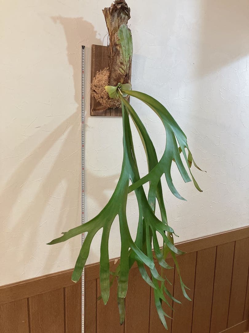 特大ビカクシダ　ウィリンキーwild\"east java\" コウモリラン