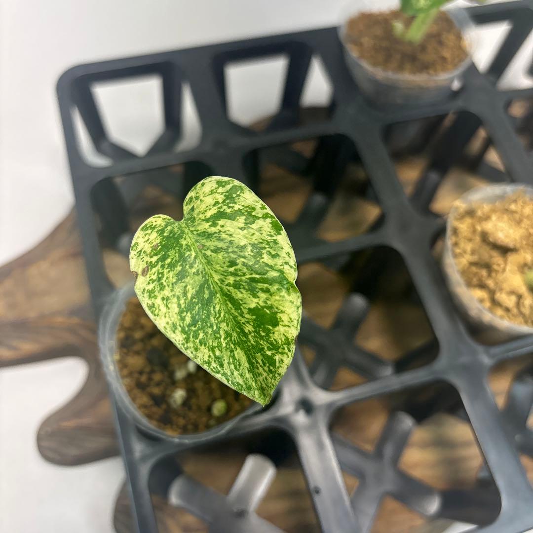 /*様 5株セットms95【特別選抜】ホワイトモンスター／天津蘭 モンステラ斑入