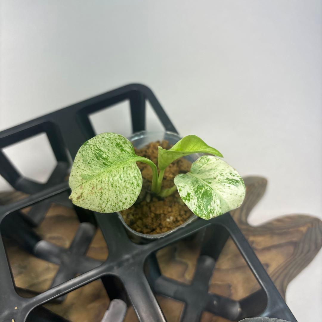 /*様 5株セットms95【特別選抜】ホワイトモンスター／天津蘭 モンステラ斑入