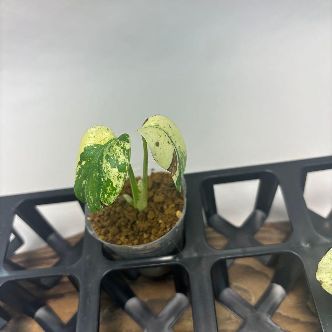 /*様 5株セットms95【特別選抜】ホワイトモンスター／天津蘭 モンステラ斑入