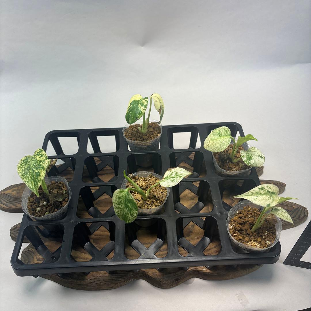 /*様 5株セットms95【特別選抜】ホワイトモンスター／天津蘭 モンステラ斑入