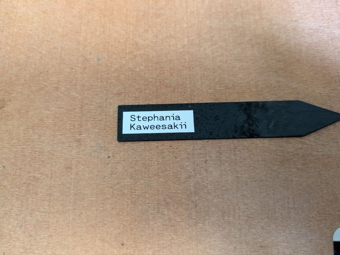 アクセラシルバー　ステファニアカウィーサキー