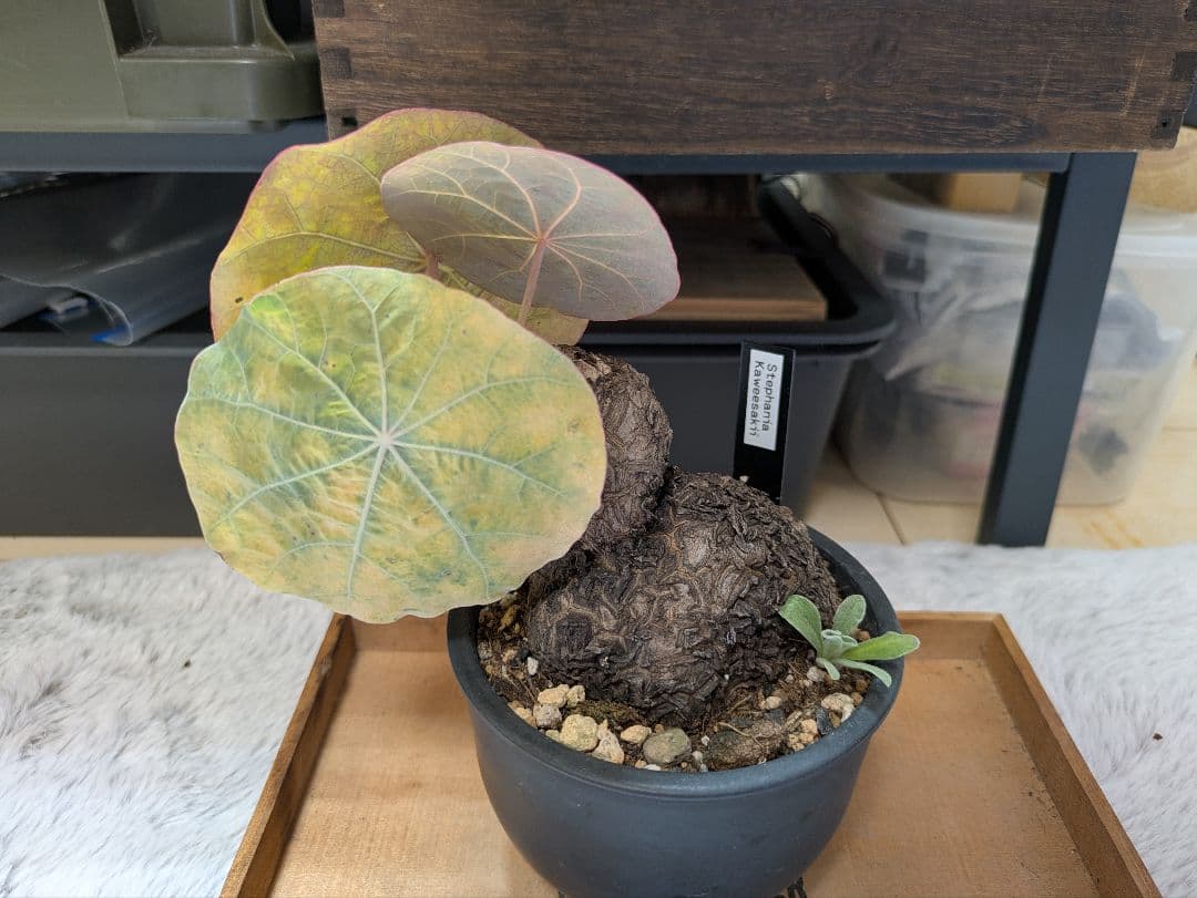 アクセラシルバー　ステファニアカウィーサキー