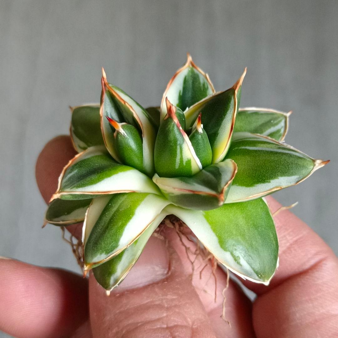 A243 多肉植物 アガベ ピンキー 王妃笹の雪A型双頭大株 白覆輪斑 精選美株