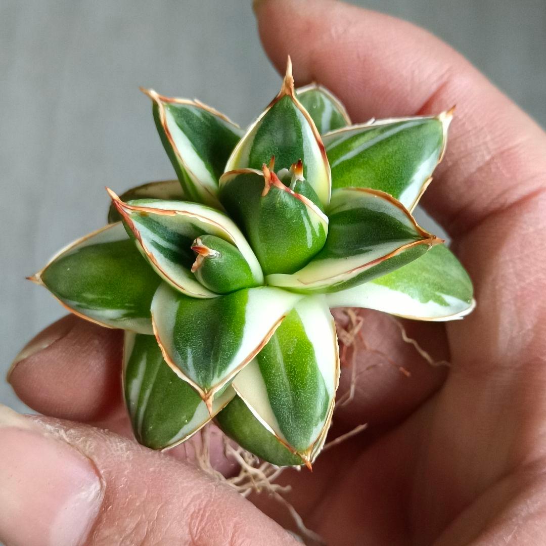 A243 多肉植物 アガベ ピンキー 王妃笹の雪A型双頭大株 白覆輪斑 精選美株