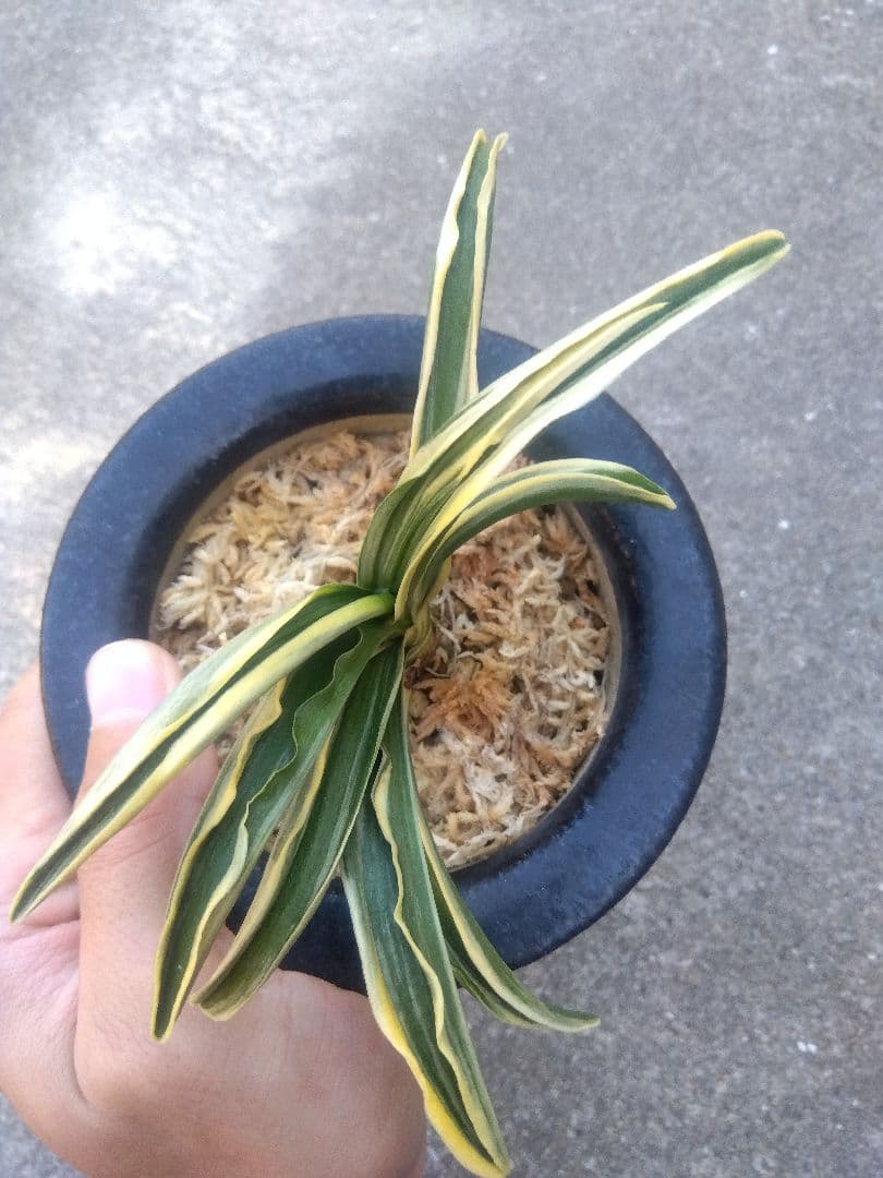 然舎　万年青　おもと　長生殿　覆輪斑　4号陶器鉢つき　極上❗　①