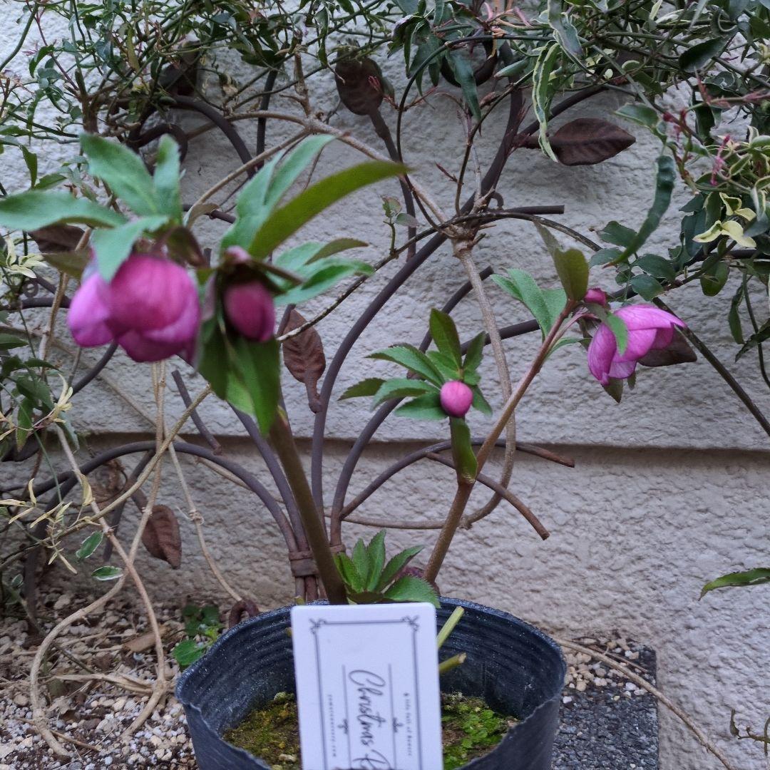 まい大和園 ❤️ 抹茶パステリッシュトレイン❤️クリスマスローズ3苗セット