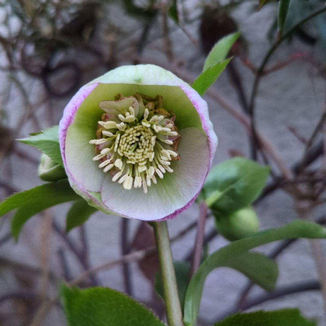 まい大和園 ❤️ 抹茶パステリッシュトレイン❤️クリスマスローズ3苗セット