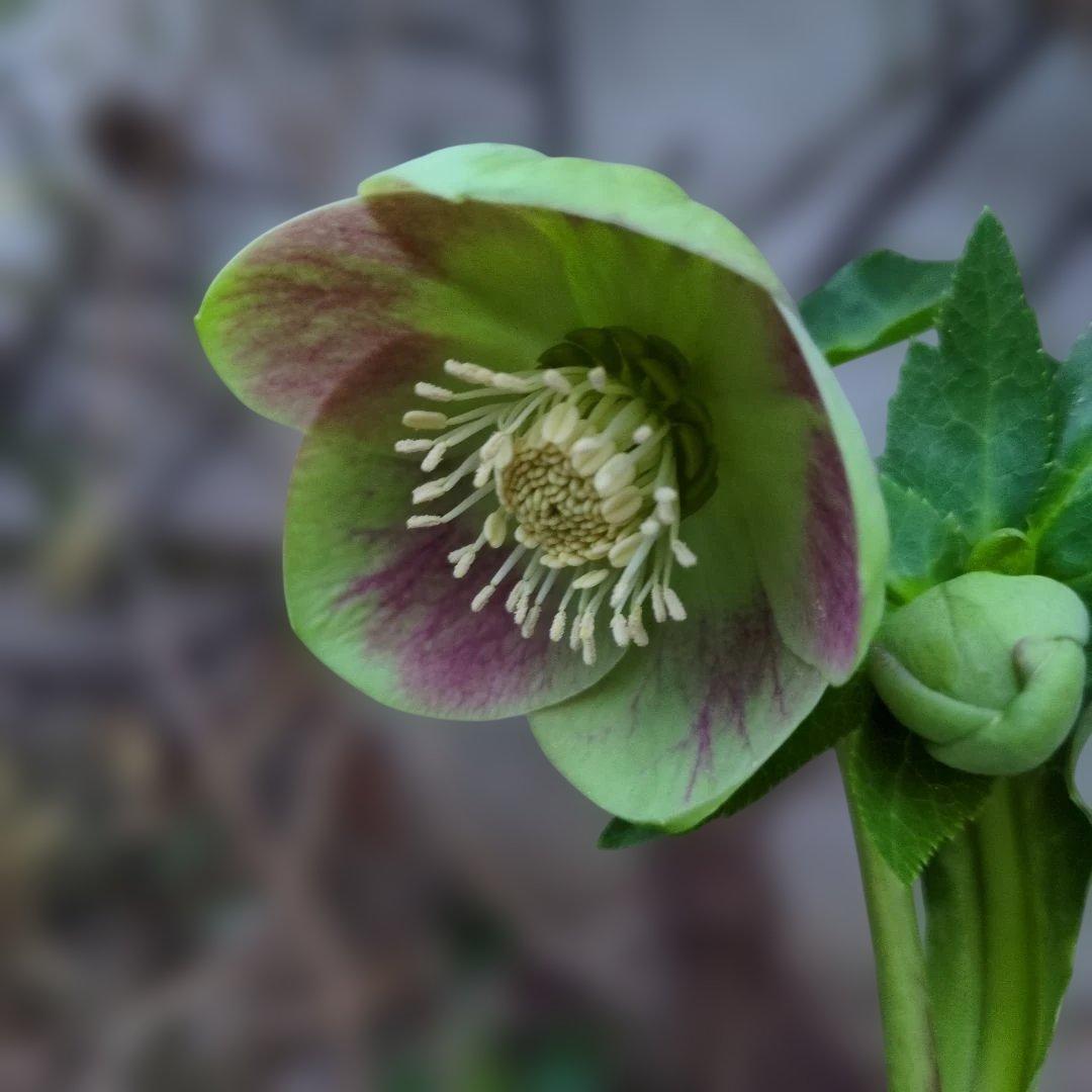 まい大和園 ❤️ 抹茶パステリッシュトレイン❤️クリスマスローズ3苗セット