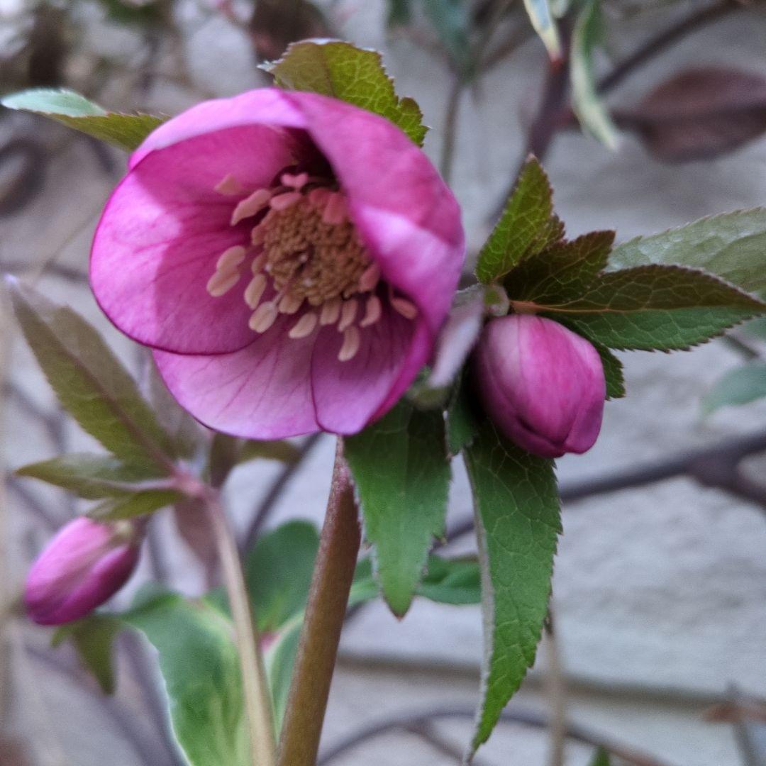 まい大和園 ❤️ 抹茶パステリッシュトレイン❤️クリスマスローズ3苗セット