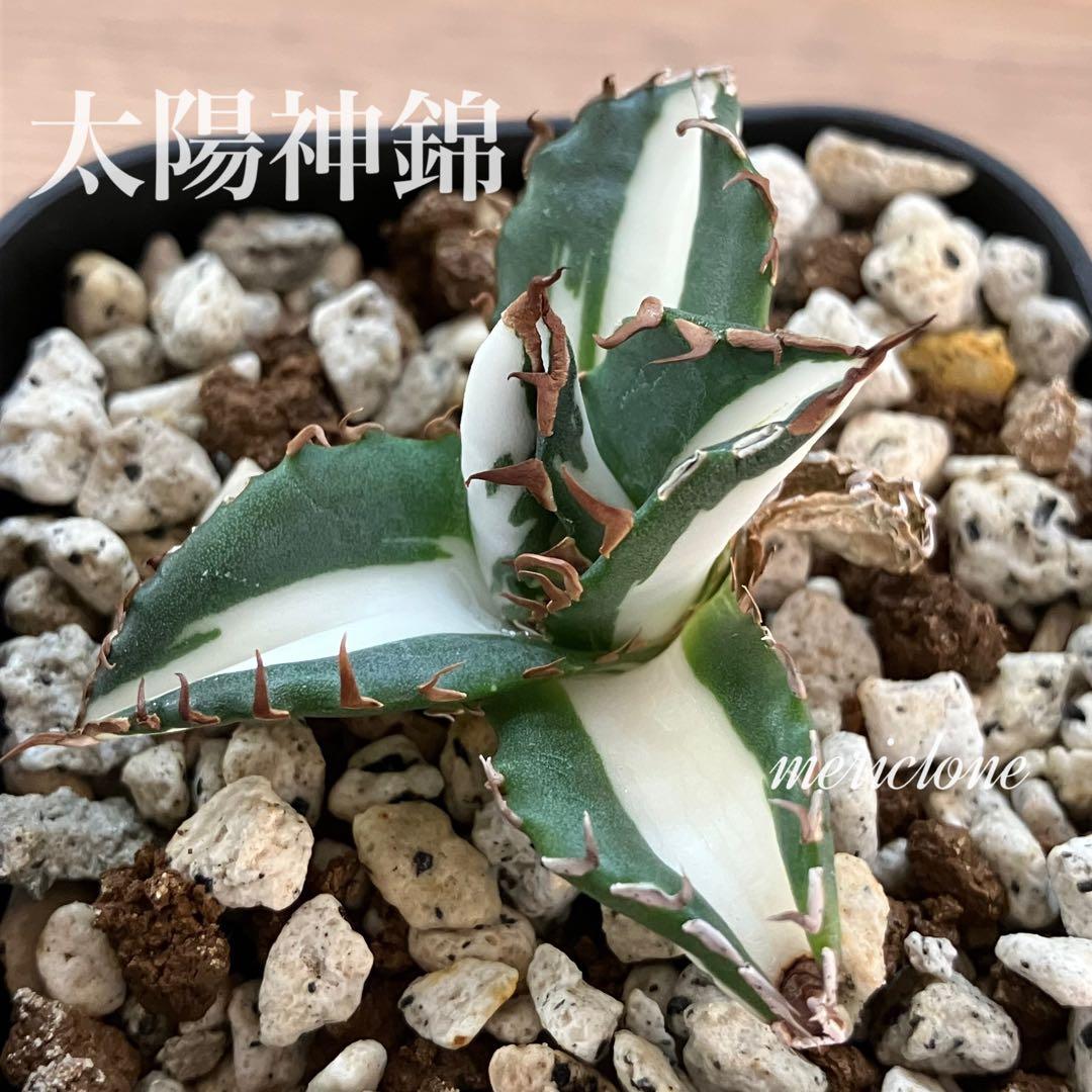 Pinky☆もんちぃ　速達【鉢ごと発送】アガべ　太陽神錦　白中斑　TC