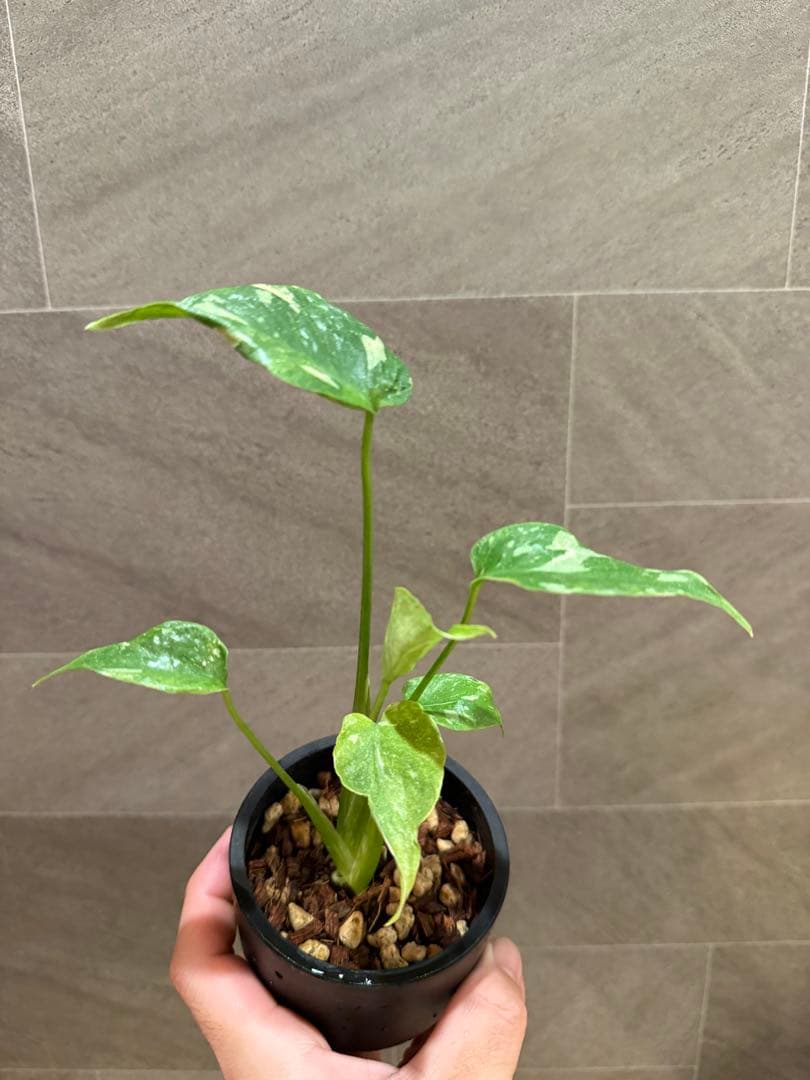 終*7様 モンステラ タイコンステレーション Mutation