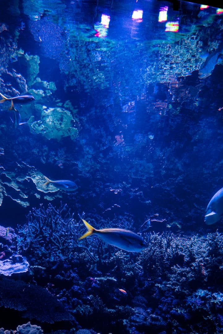 SONY VLOGCAM ZV-1 セット コンパクトデジタルカメラ