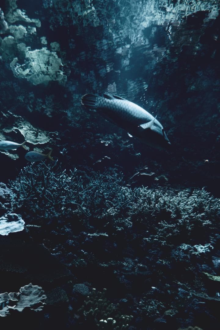 SONY VLOGCAM ZV-1 セット コンパクトデジタルカメラ